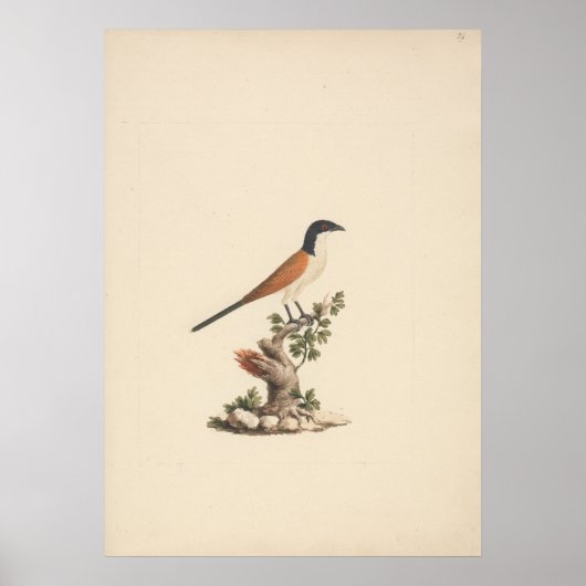 Poster Centropus monachus (Coucou bleu) (Devant)