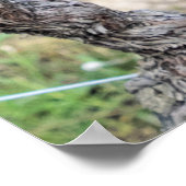 Poster Cépages, France (Coin)