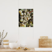 Poster Cépages sémillon à pourriture noble. au moment de  (Cuisine)