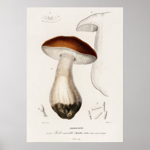 Poster Cèpe de Bordeaux (Boletus edulis)