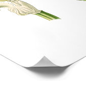 Poster Cephalanthera ensifolia (Coin)