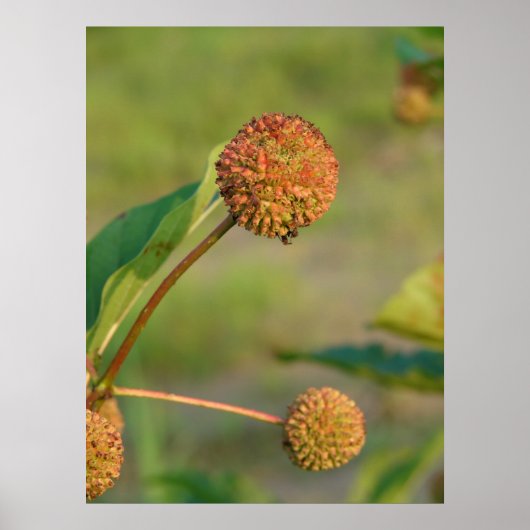 Poster Cephalanthus occidentalis (Devant)