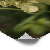 Poster Cephalaria Floral (Coin)