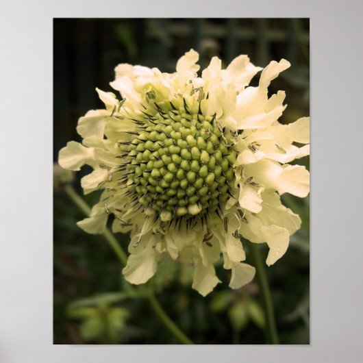 Poster Cephalaria Floral (Devant)