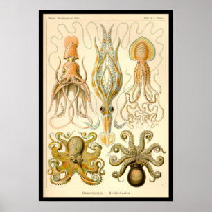 Poster Cephalopod poulpe calmar Nature marine