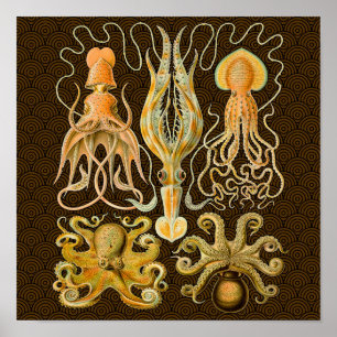 Poster Cephalopod poulpe calmar Nature marine