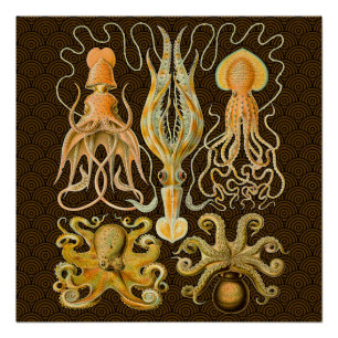 Poster Cephalopod poulpe calmar Nature marine