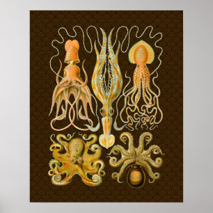 Poster Cephalopod poulpe calmar Nature marine