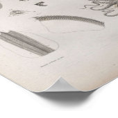 Poster Céphalopode scientifique vintage illustré (Coin)