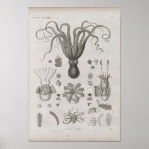 Poster Céphalopode scientifique vintage illustré