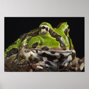 Poster Ceratophrys de grenouille à cornes du Pacifique st