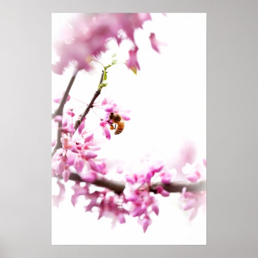 Poster Cercis et abeille à miel au printemps (Devant)