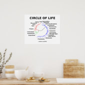 Poster Cercle De Vie (Arbre Phylogénétique Circulaire) (Cuisine)