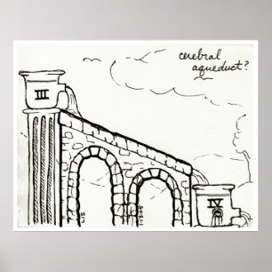 Poster Cerebral Aqueduct print