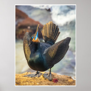Poster Cérémonie de la mer : Cormoran en photo d'expositi