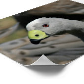 Poster Cereopsis novaehollandiae ou Cape Barren Goose (Coin)