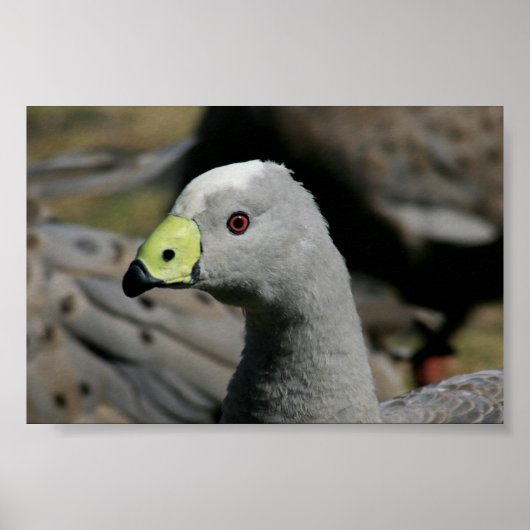 Poster Cereopsis novaehollandiae ou Cape Barren Goose (Devant)