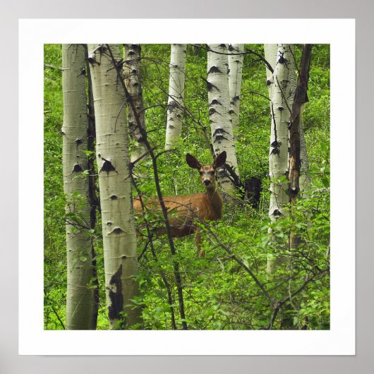 Poster Cerf (Devant)