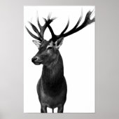 Poster Cerf (Devant)