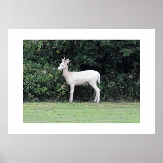 Poster Cerf (Devant)
