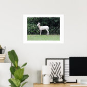 Poster Cerf (Bureau à domicile)