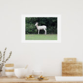 Poster Cerf (Cuisine)