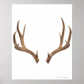 Poster Cerf à dix points (Devant)