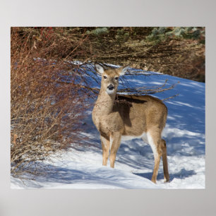 Poster Cerf À La Neige Et À La Brosse