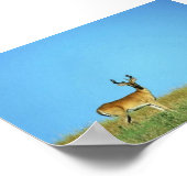 Poster Cerf à queue blanche (Coin)