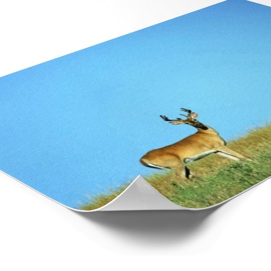 Poster Cerf à queue blanche (Coin)