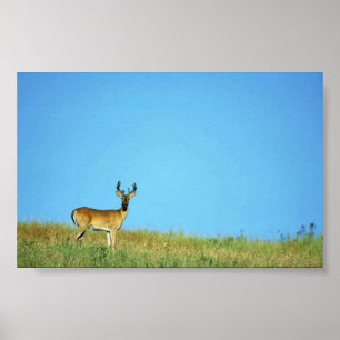 Poster Cerf à queue blanche