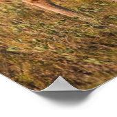 Poster Cerf à queue blanche | Automne à TX (Coin)