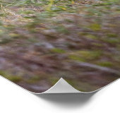 Poster Cerf à queue blanche | Automne au Texas (Coin)