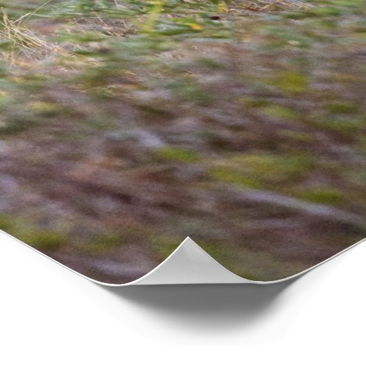 Poster Cerf à queue blanche | Automne au Texas (Coin)