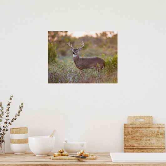 Poster Cerf à queue blanche | Automne au Texas (Cuisine)