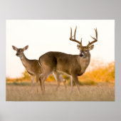 Poster Cerf à queue blanche | Automne au Texas (Devant)