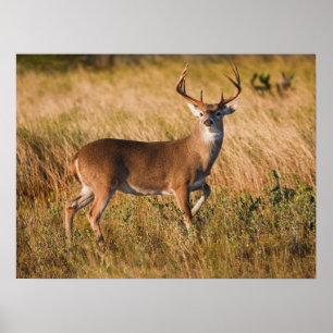 Poster Cerf à queue blanche Automne au TX