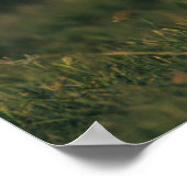 Poster Cerf à queue blanche | Choke Canyon State Park, TX (Coin)