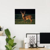 Poster Cerf à queue blanche | Choke Canyon State Park, TX (Bureau à domicile)