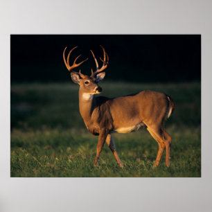 Poster Cerf à queue blanche   Choke Canyon State Park, TX