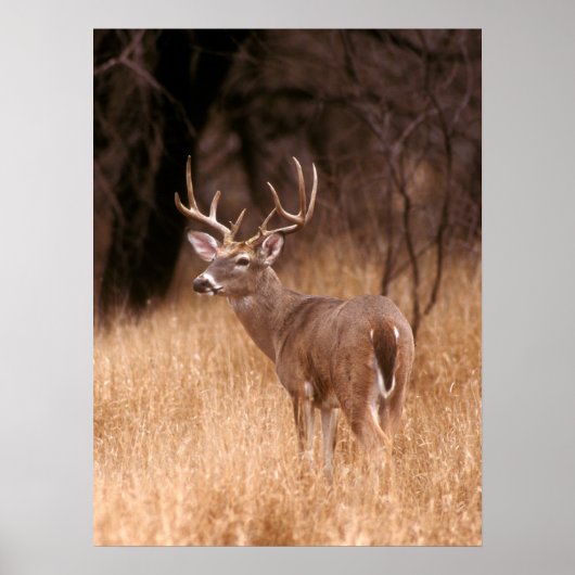 Poster Cerf à queue blanche | Choke Canyon State Park, TX (Devant)