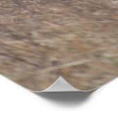 Poster Cerf à queue blanche D1 Buck de printemps dans les (Coin)