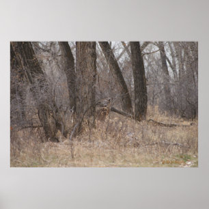 Poster Cerf à queue blanche D1 Buck de printemps dans les