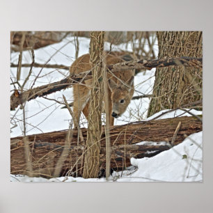 Poster Cerf à queue blanche dans la neige