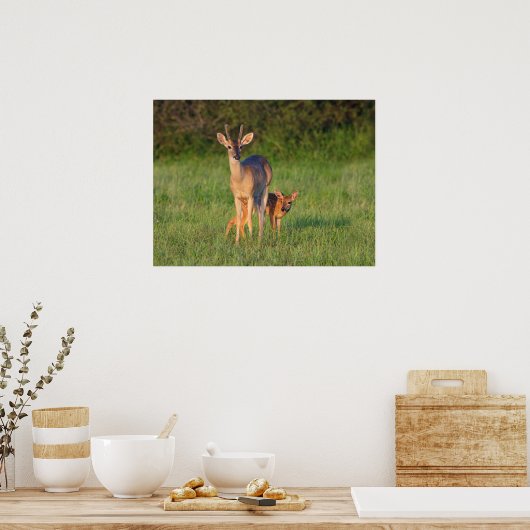 Poster Cerf à queue blanche | Habitat Grassy (Cuisine)