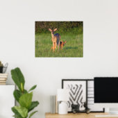 Poster Cerf à queue blanche | Habitat herbeux (Bureau à domicile)