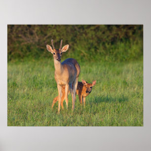 Poster Cerf à queue blanche Habitat herbeux