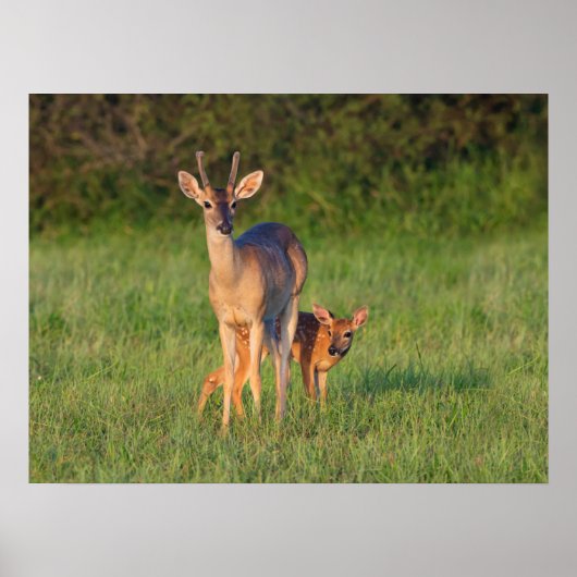 Poster Cerf à queue blanche | Habitat herbeux (Devant)