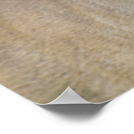 Poster Cerf à queue blanche | Hill Country, Texas (Coin)