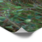 Poster Cerf à queue blanche | National Bison Range Montan (Coin)